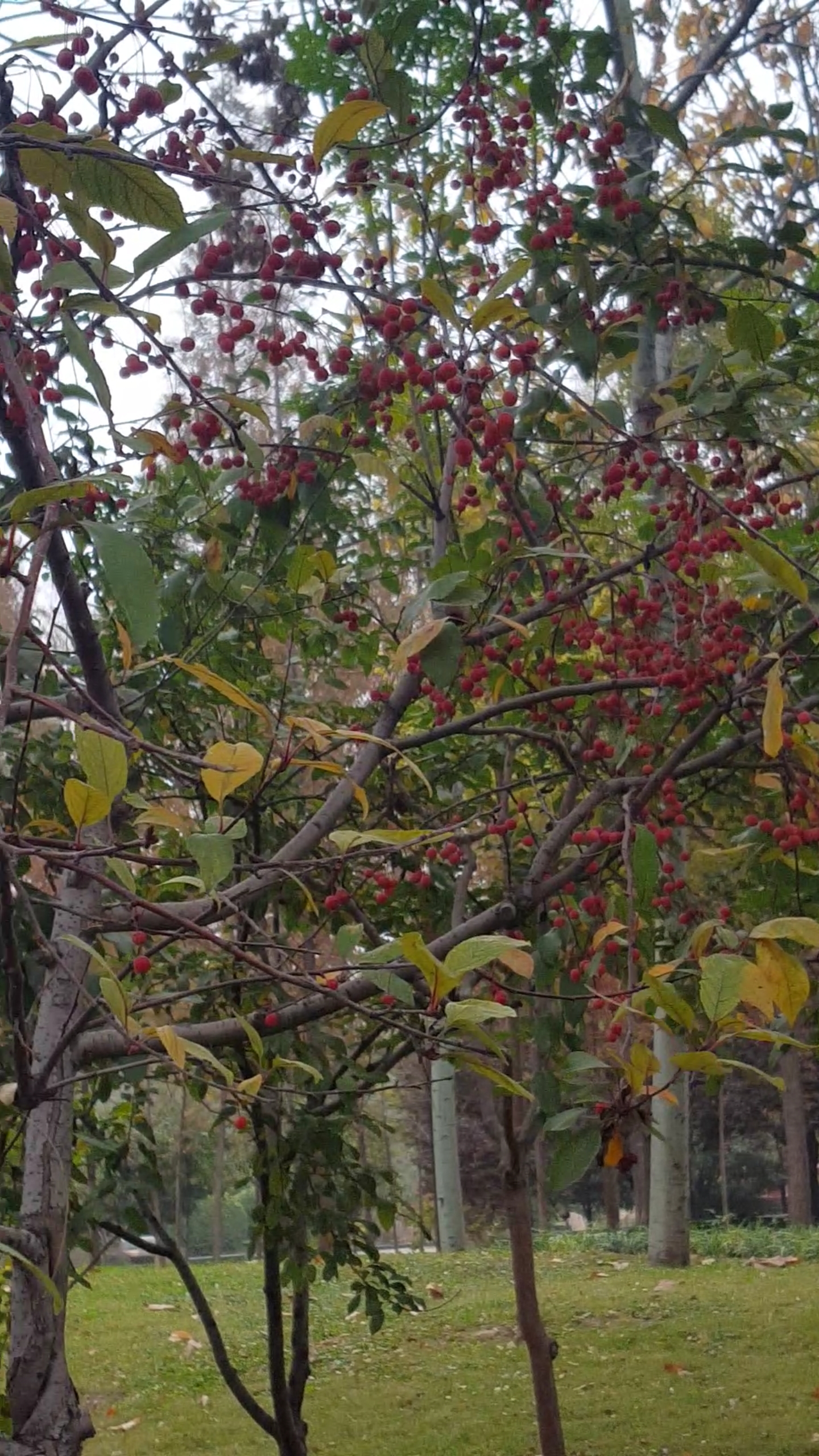 这家店回头客超多#满树的红珍珠果子漂亮极了