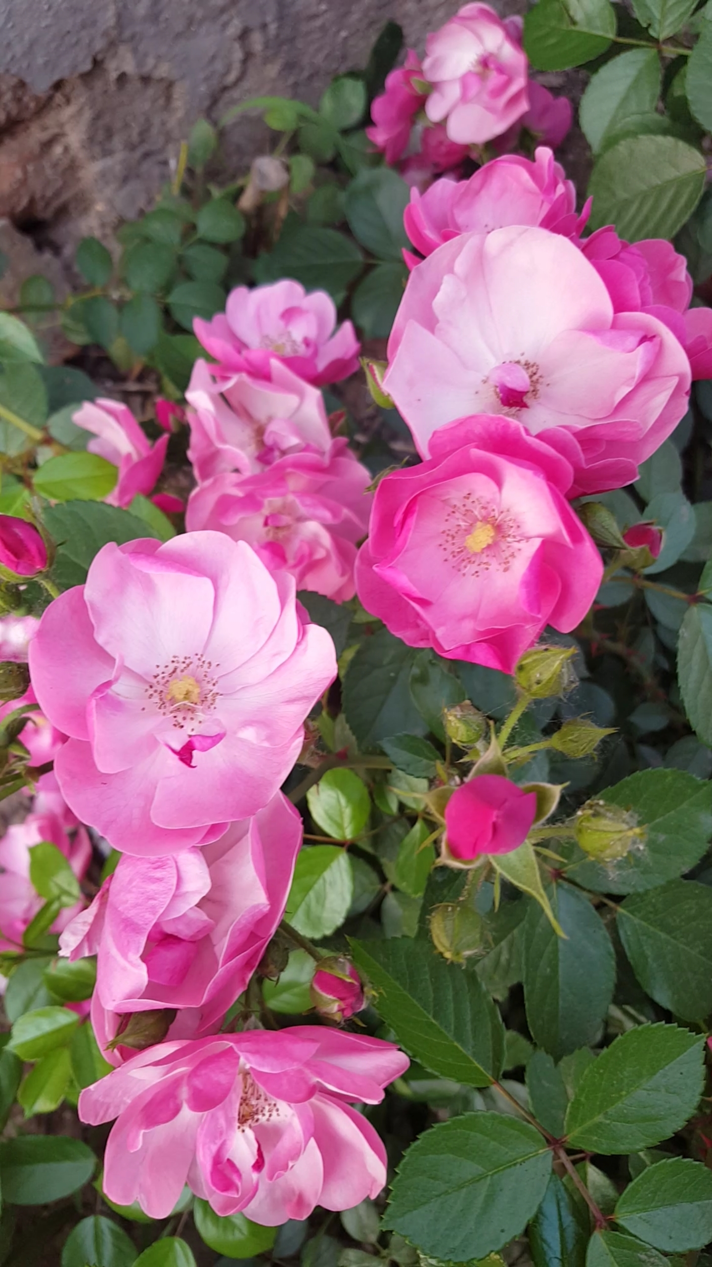 我要上热门#成串的粉花漂亮极了