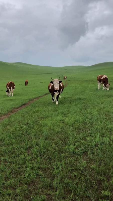 除了一千多头牛,我什么都没了-度小视