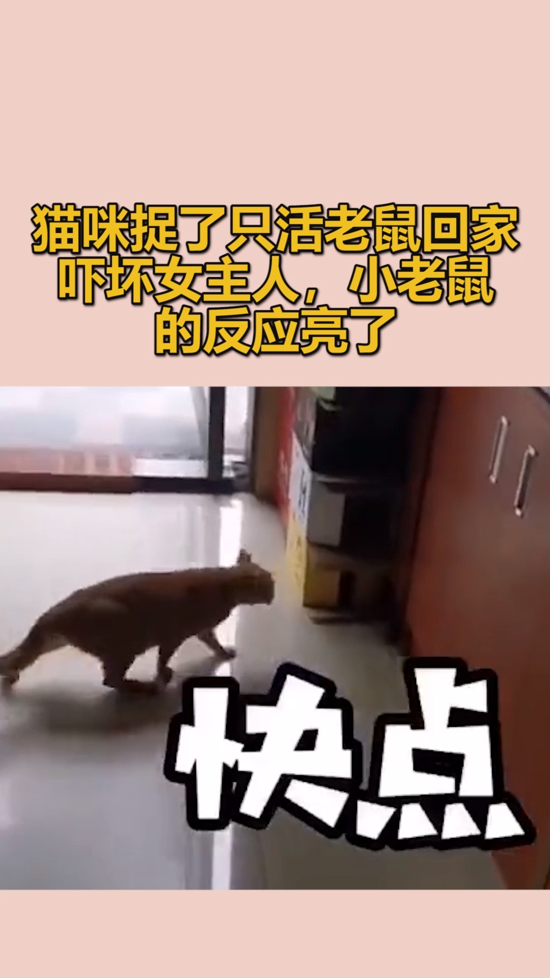 我要上热门#猫咪捉了只活老鼠回家吓坏女主人,小老鼠