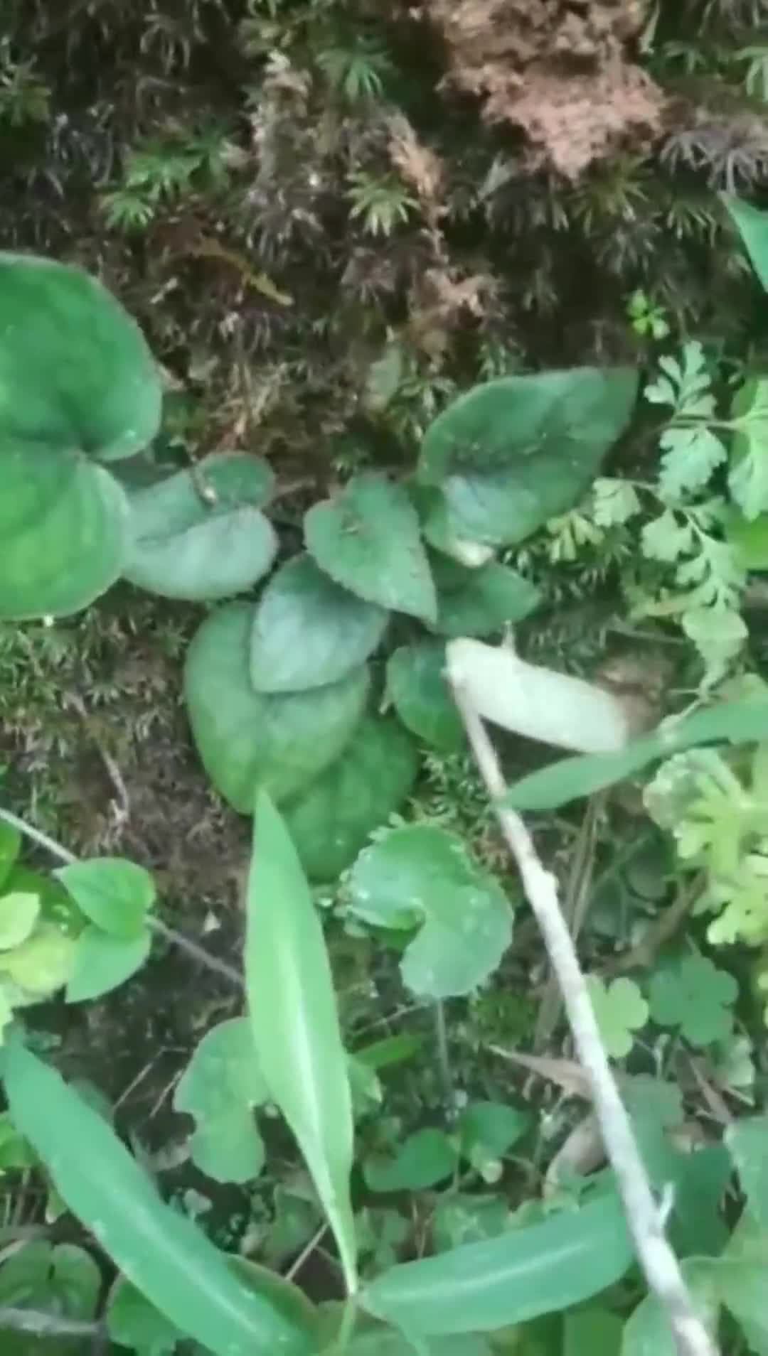 兔耳风又名一枝香很多女同胞都知道这个药却不认识这个草
