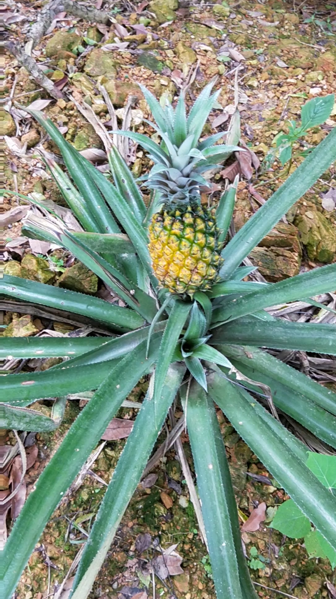 这个地菠萝也准备熟了