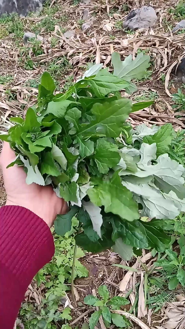 今日去摘野菜和鸡一起打火锅,还是不错的哦!