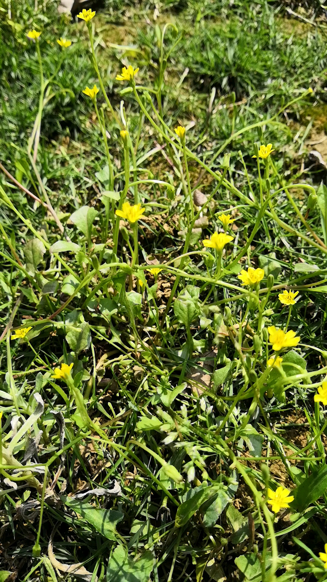 乡村生活#妈妈说她小时候经常吃这种开小黄花的野菜,这是什么呀!