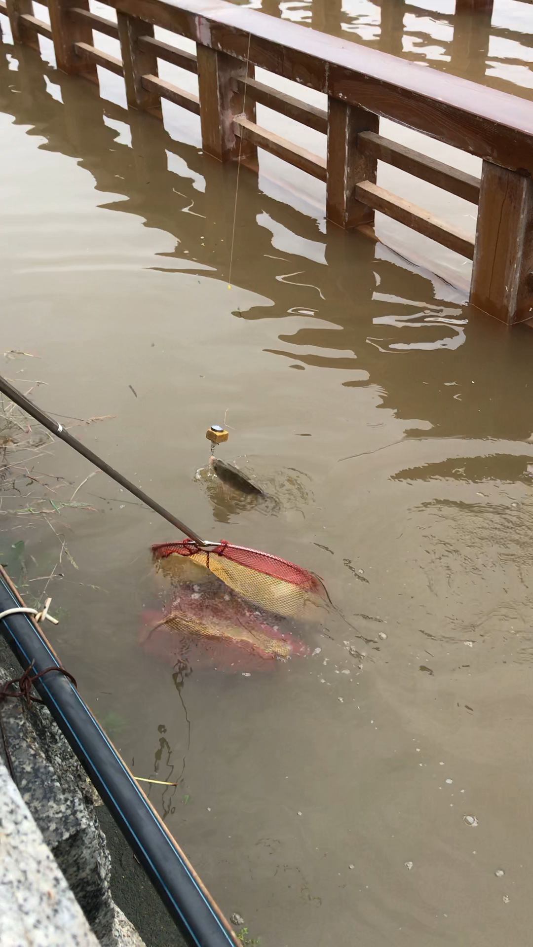 江河发大水,鱼越大越多