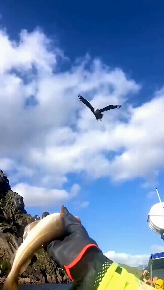 难得看到雄鹰展翅高飞