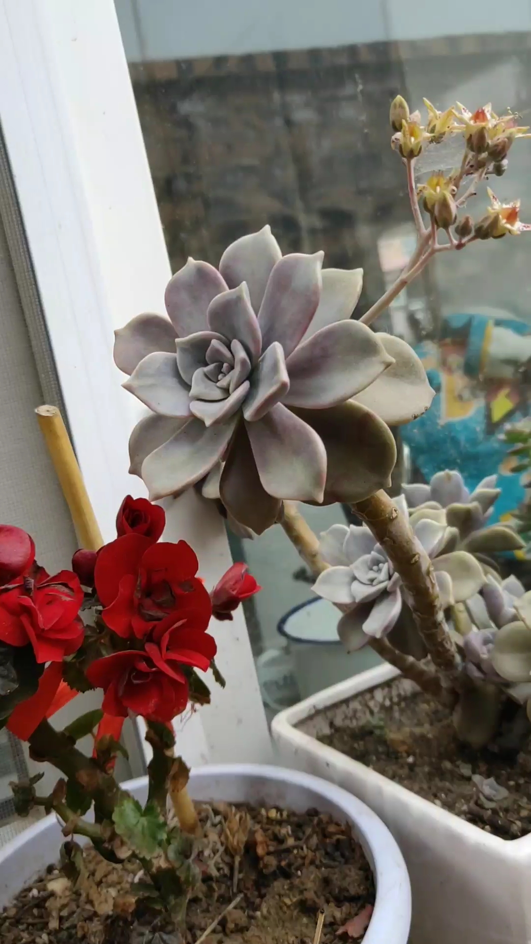 我的小花园#老妈叶插带大的紫乐开花了,我自己养的老桩都没开过花