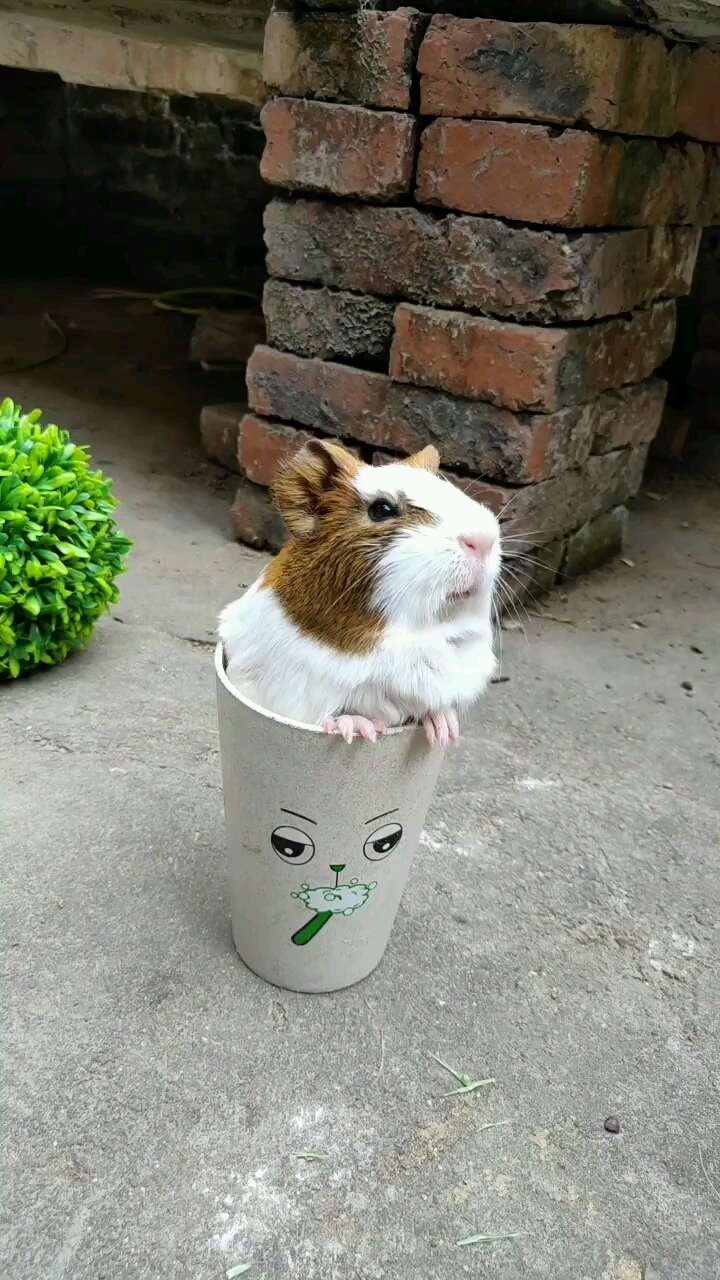 茶杯鼠你不要动我给你擦擦香香美美的!