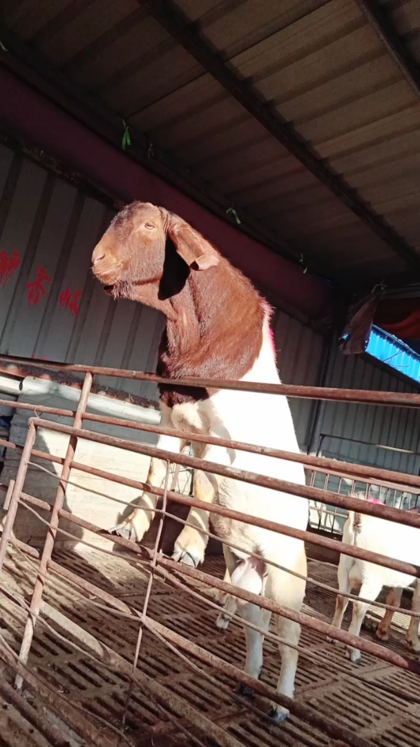 看看秃头种公羊