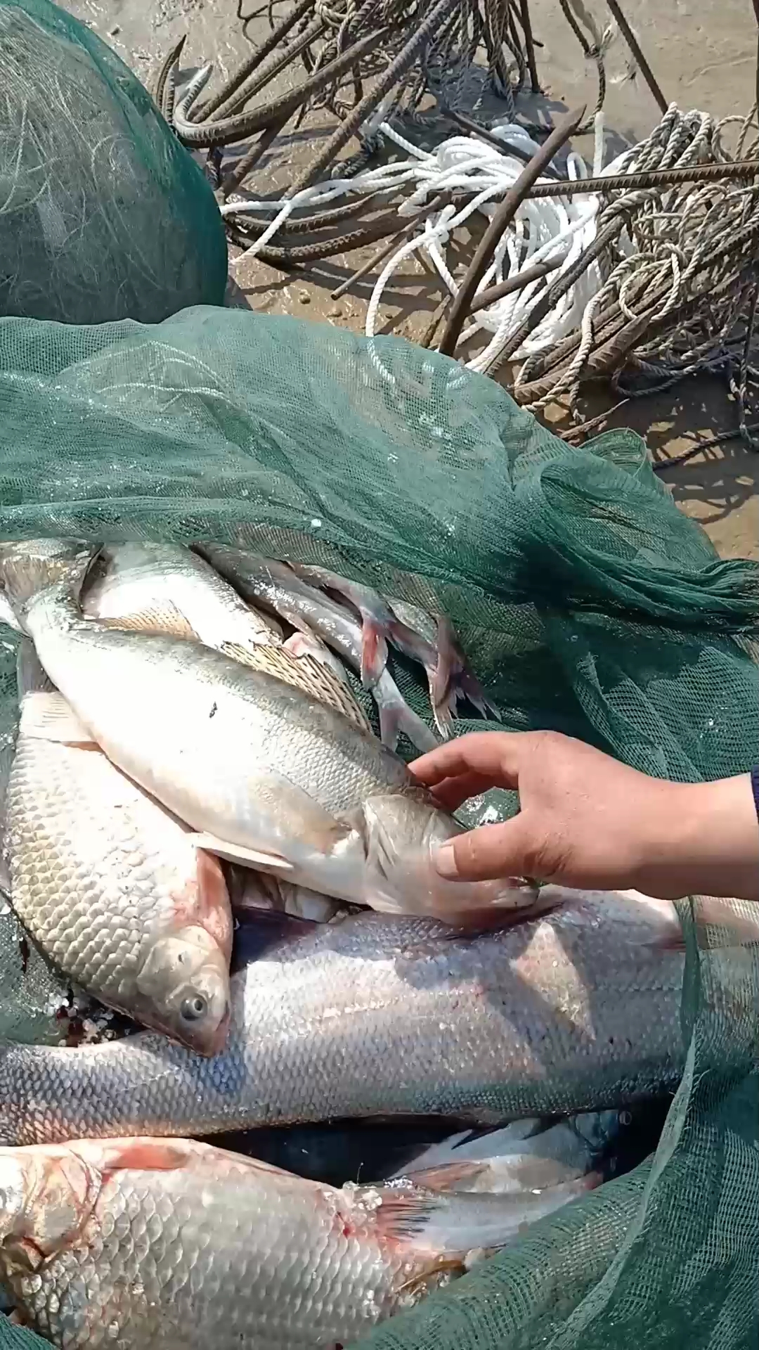 兴凯湖出鱼了,有认识的老铁们进来看看都是什么鱼?