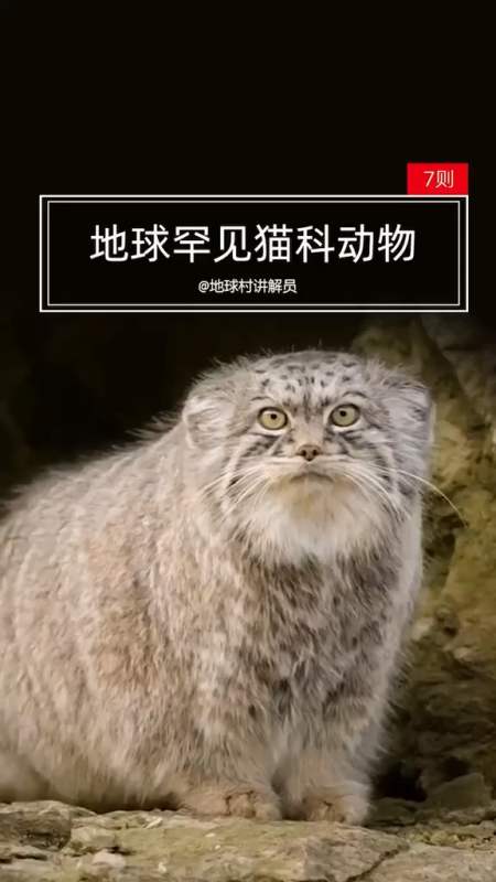 地球上超罕见的猫科动物,萌化了～-全民小视频