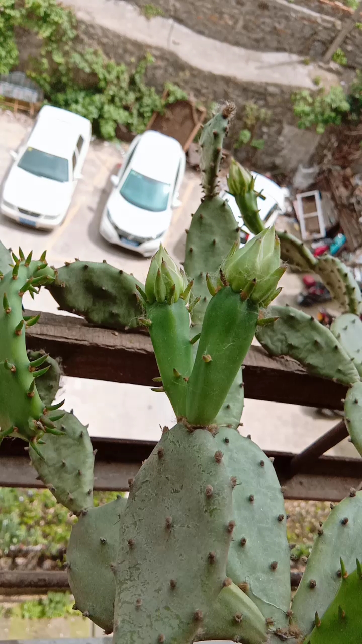 横七竖八的仙人掌,长花苞好久了也不见开