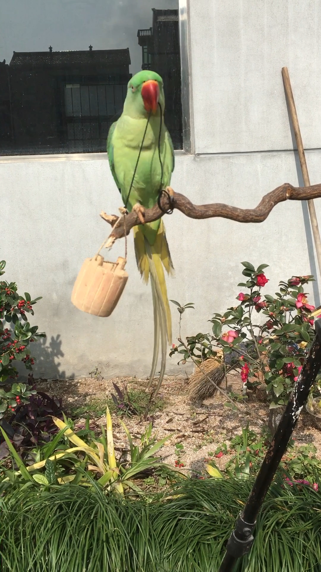 luka提水桶溜溜缝儿