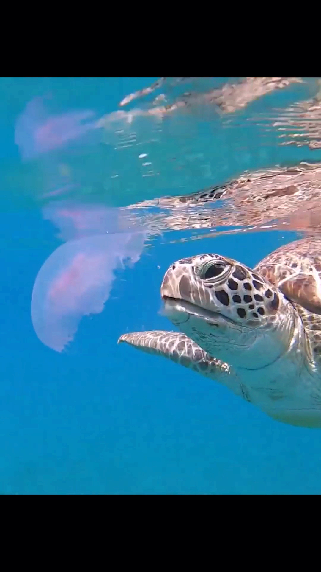 罕见的玳瑁吃水母