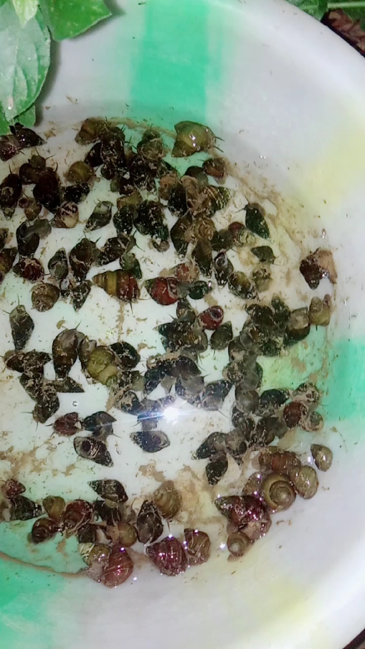 去摸到的河螺要拿回来泡养一天让它把土吐出来完,炒吃的时候里面才没