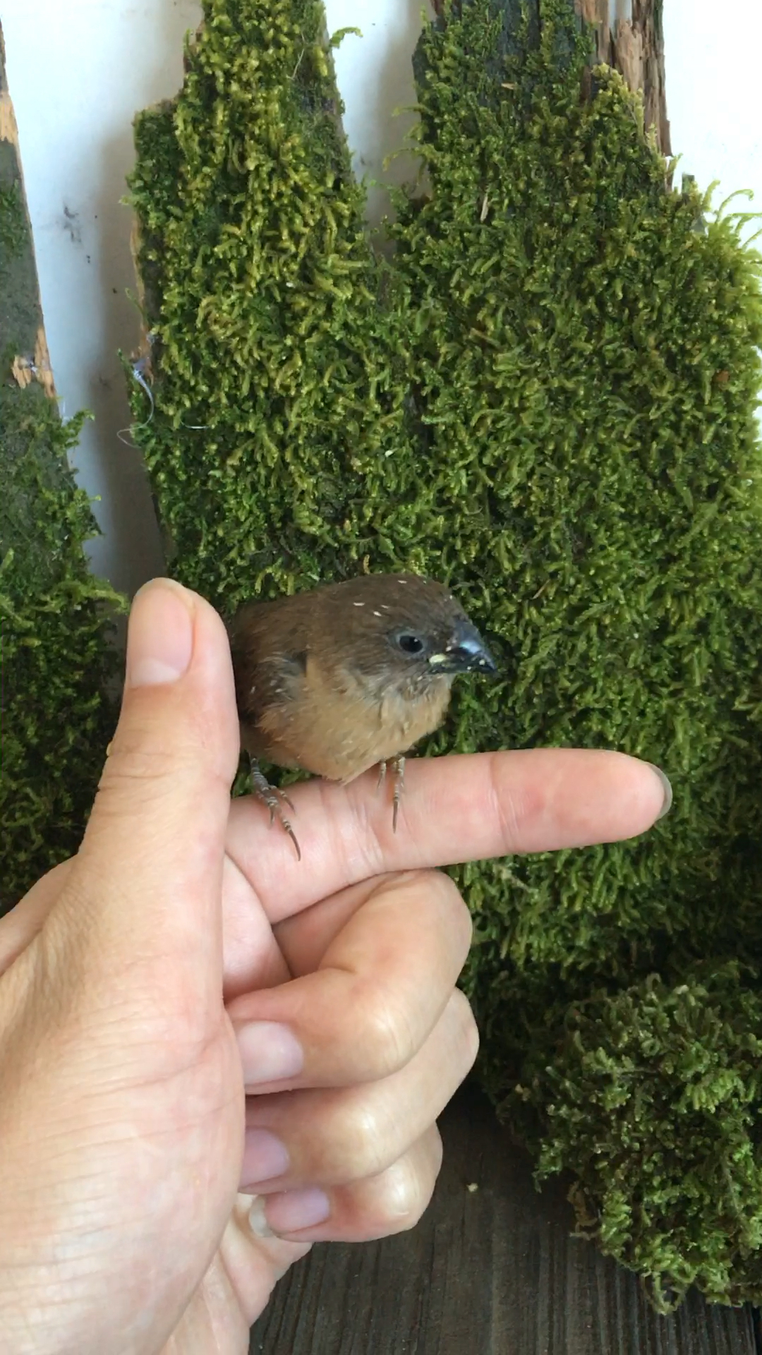 好小的一条鸟!只有拇指大小