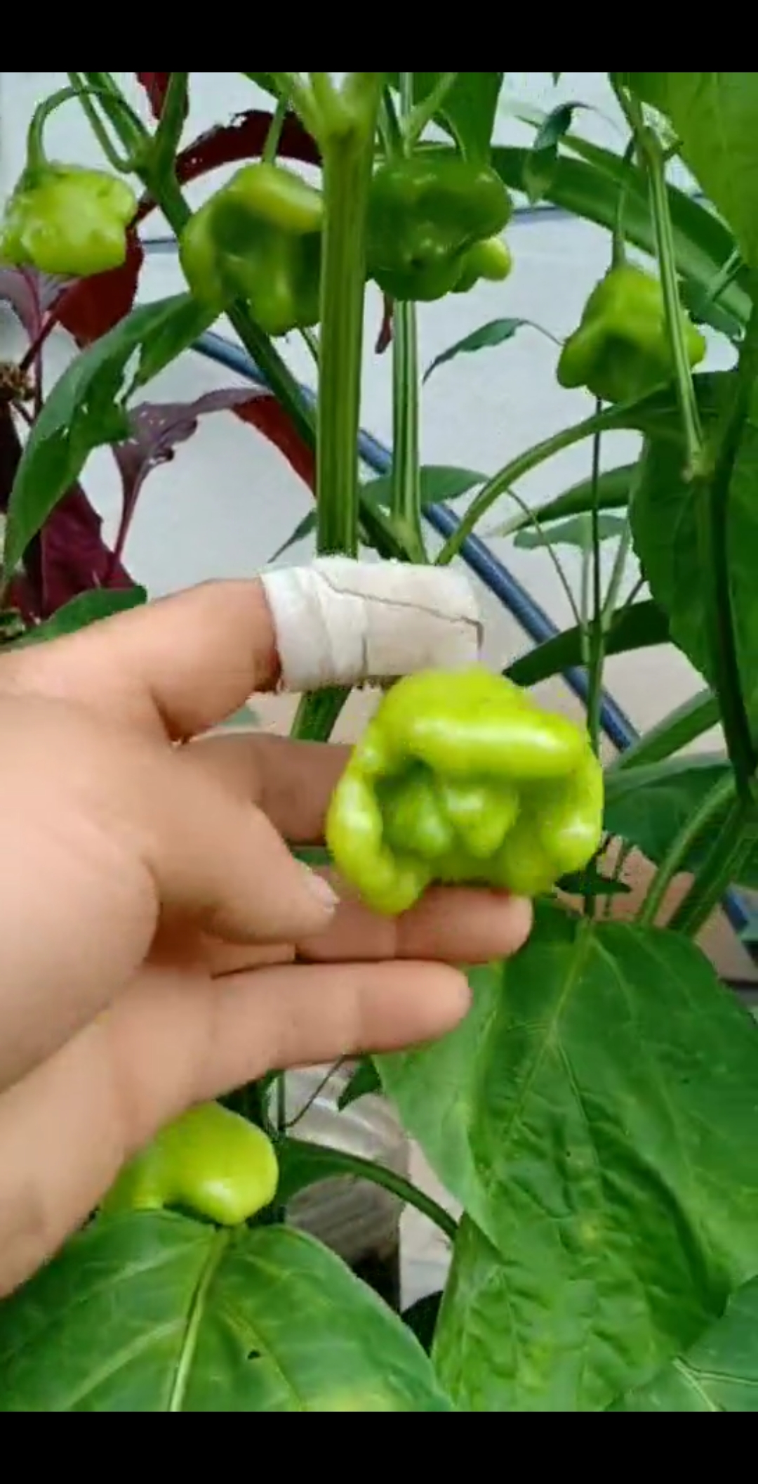 我要上热门#元宝辣椒罕见