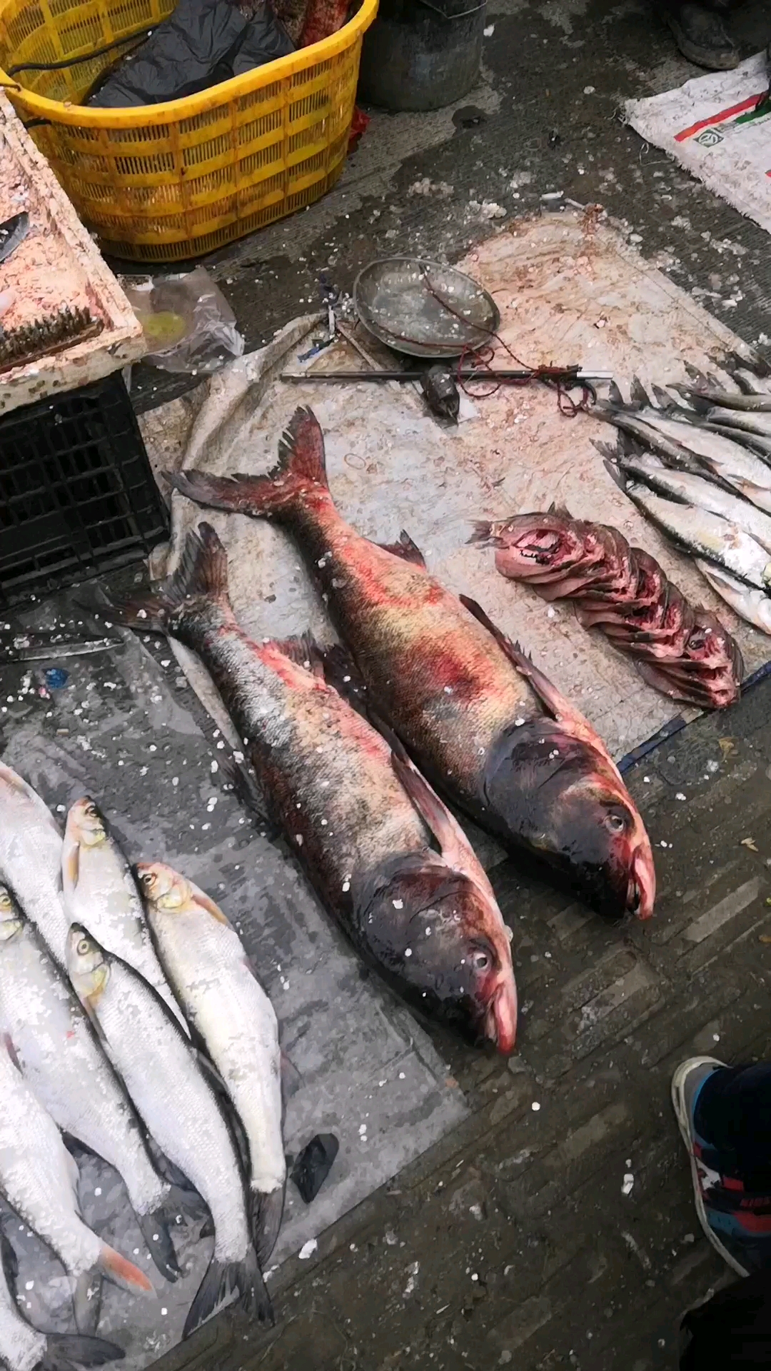 过年的菜市场,你知道这些都是什么鱼吗?