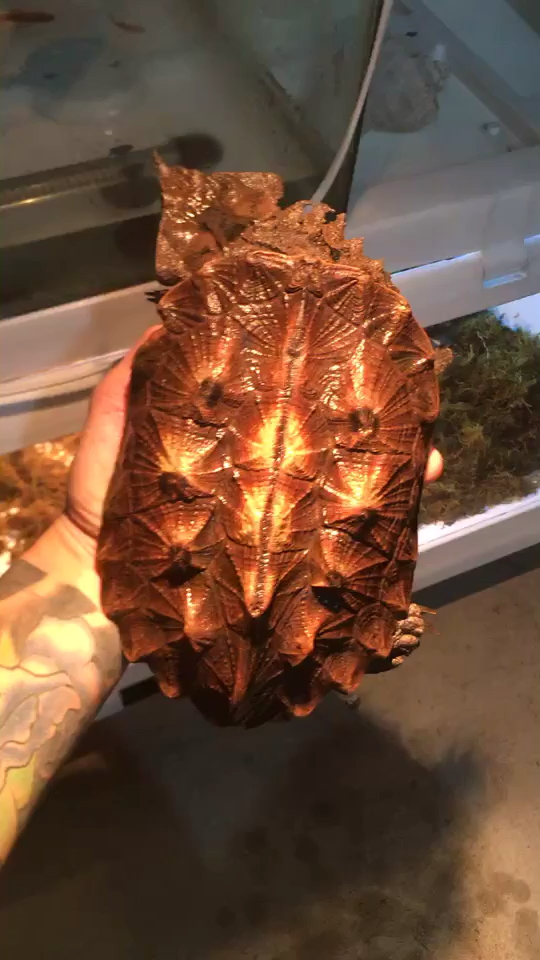 喜欢的小伙伴帮忙点个赞.