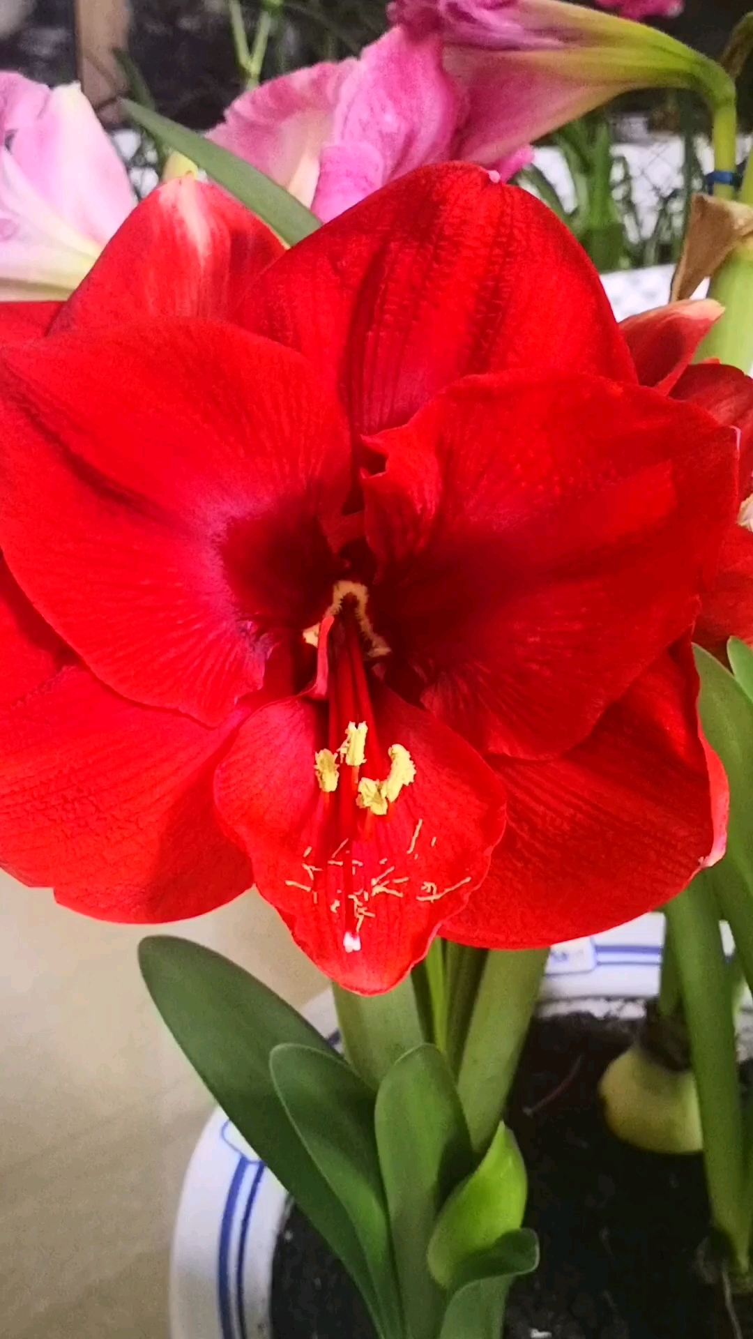 单瓣朱顶红圣诞快乐