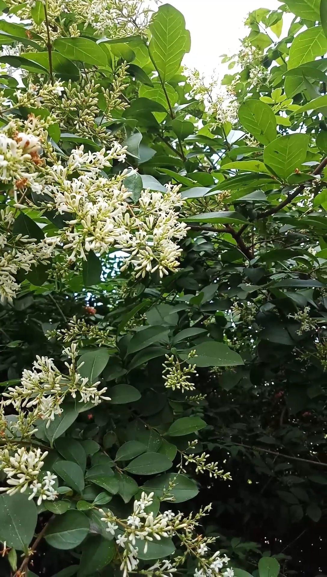 女贞子,开花的时候香气袭人,全株可以入药!你认识它吗?