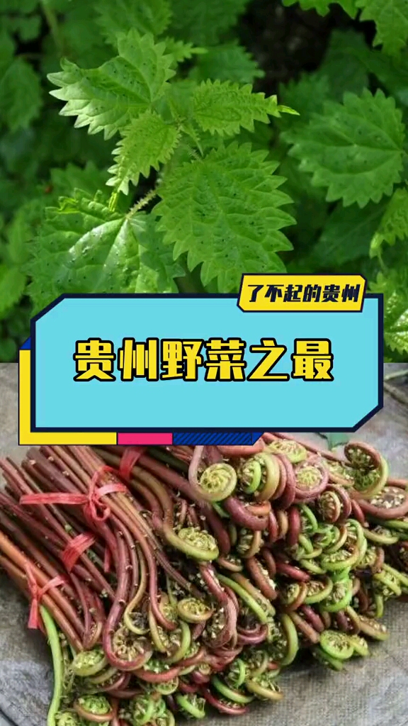 贵州野菜之最