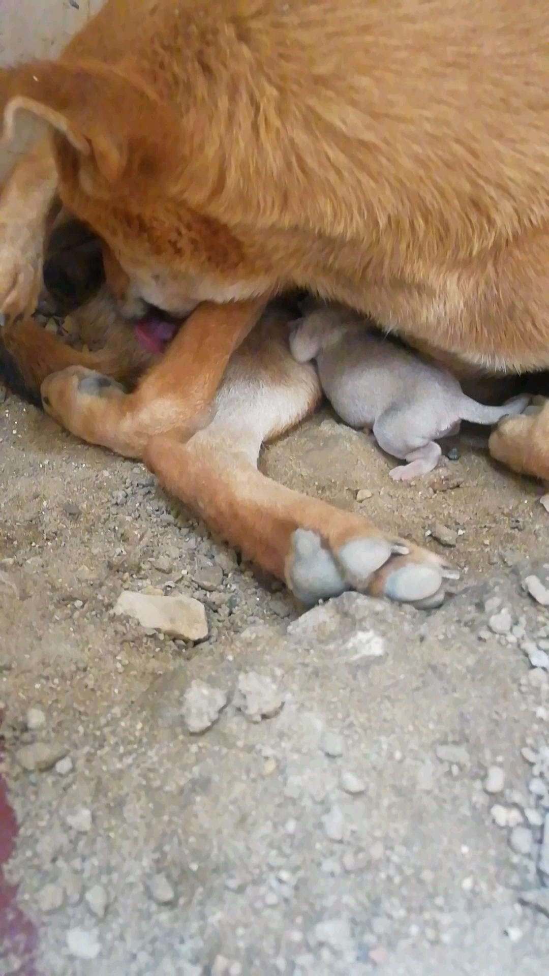 田园犬幼仔刚出生2天