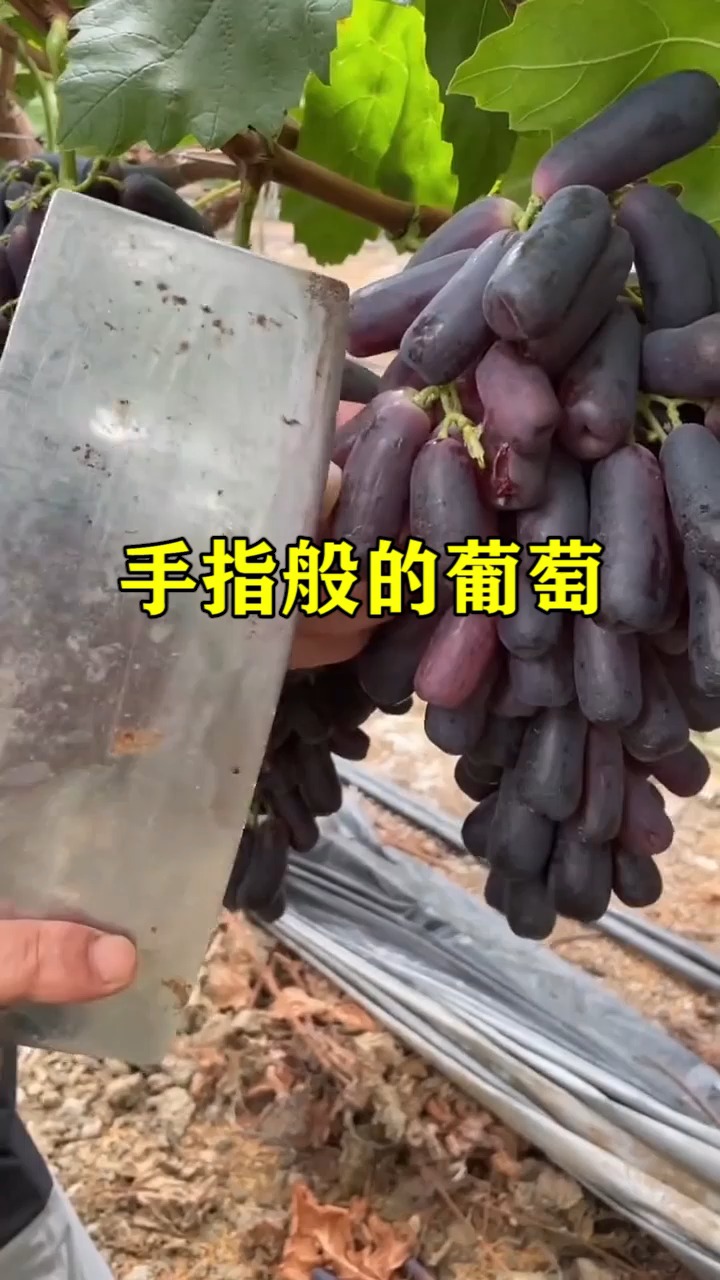 我要上热门手指样的葡萄自然无核