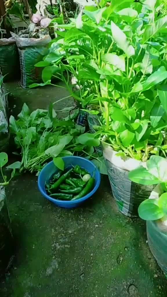 想不到米袋子种菜长这么好