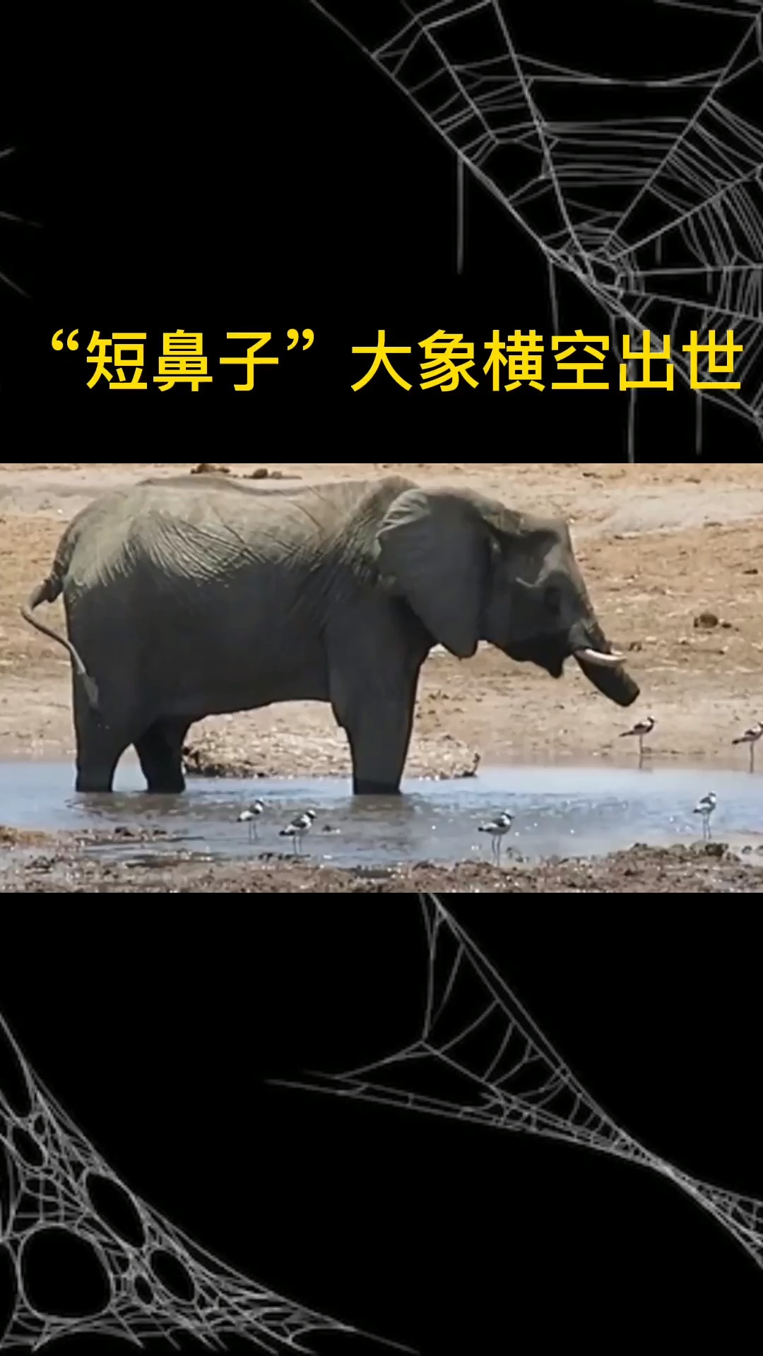 "短鼻子"大象在河边喝水,一边喝还一边漏,这是怎么回事?