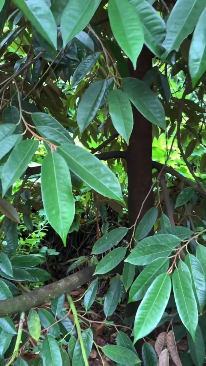 我要上热门#海南省已经开始大量种植榴莲了,给我们得榴莲三年时间