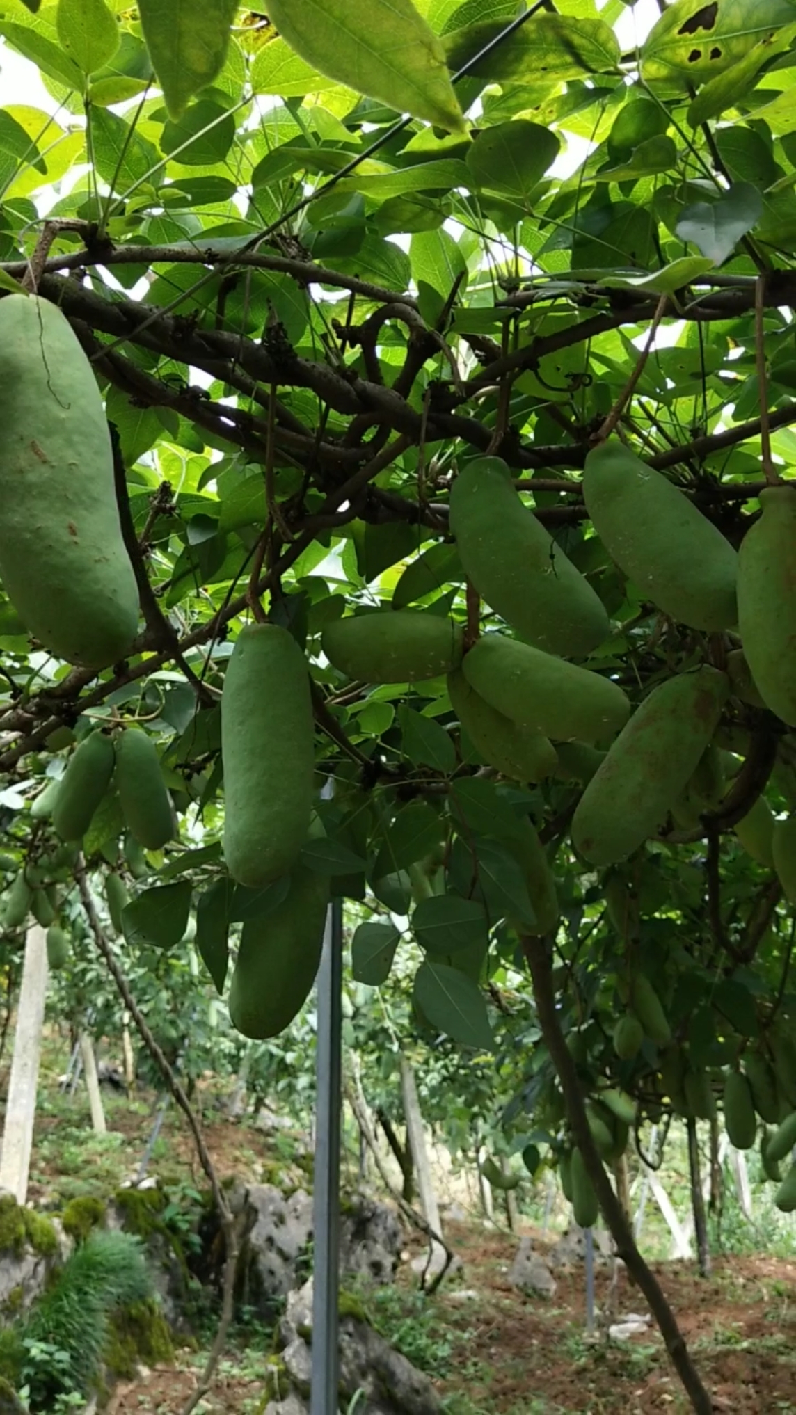 晚熟八月瓜还有半个多月成熟,口感更佳哦!