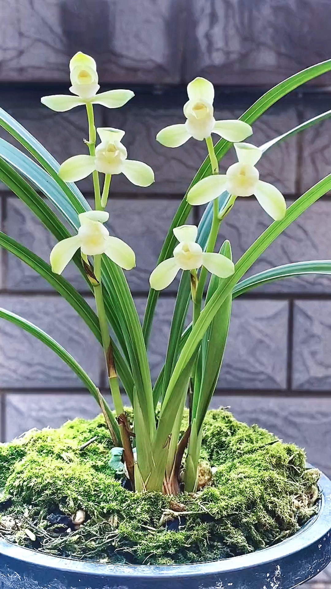 兰花美到极致就是素与简百看不厌的建兰素花大唐宫粉清透灵动