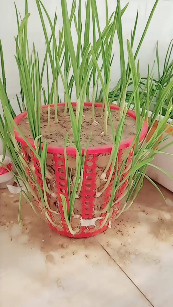 垃圾桶种菜, 666