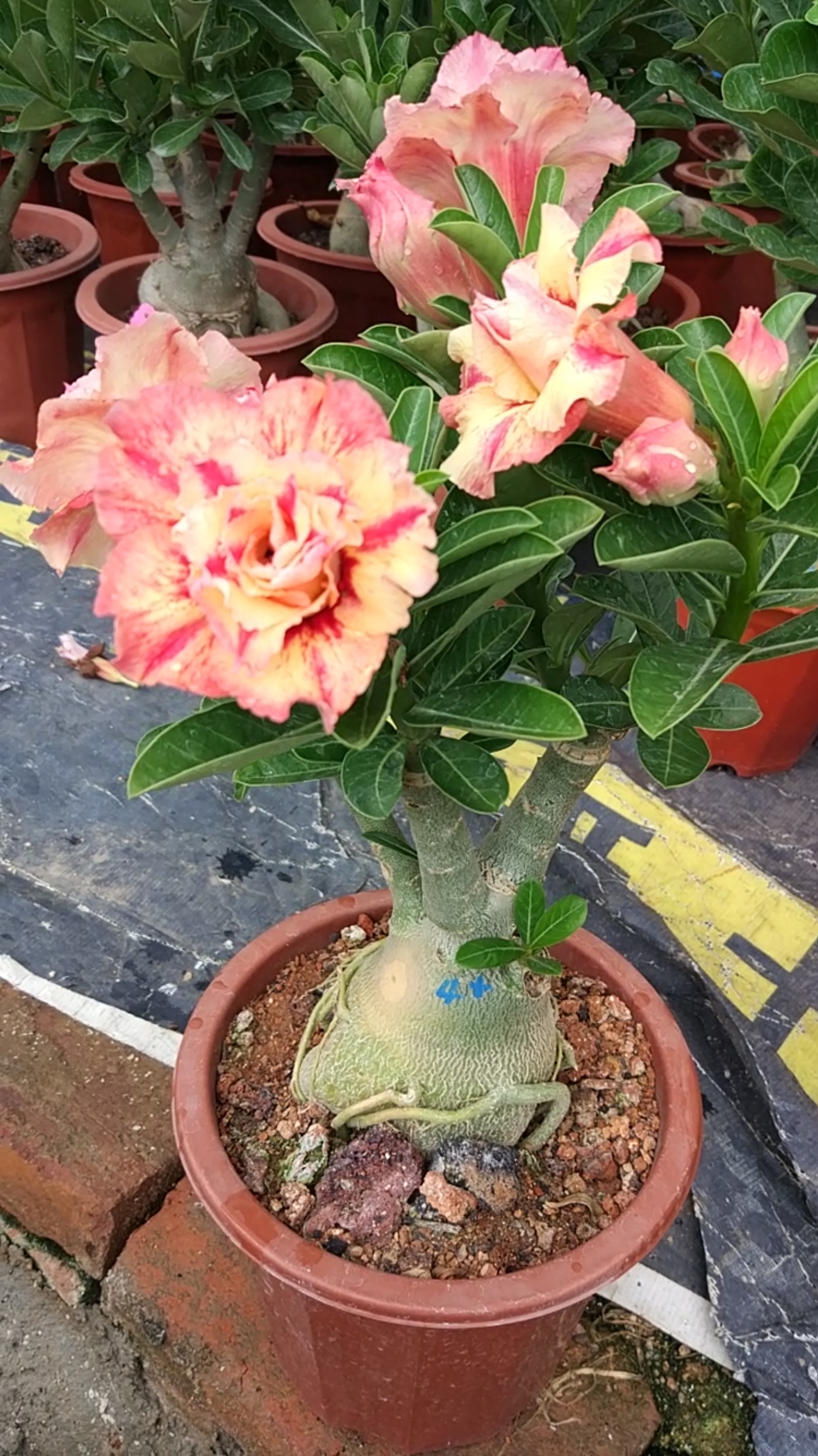 我的小花园#凯撒大帝沙漠玫瑰,美的不要不要的!