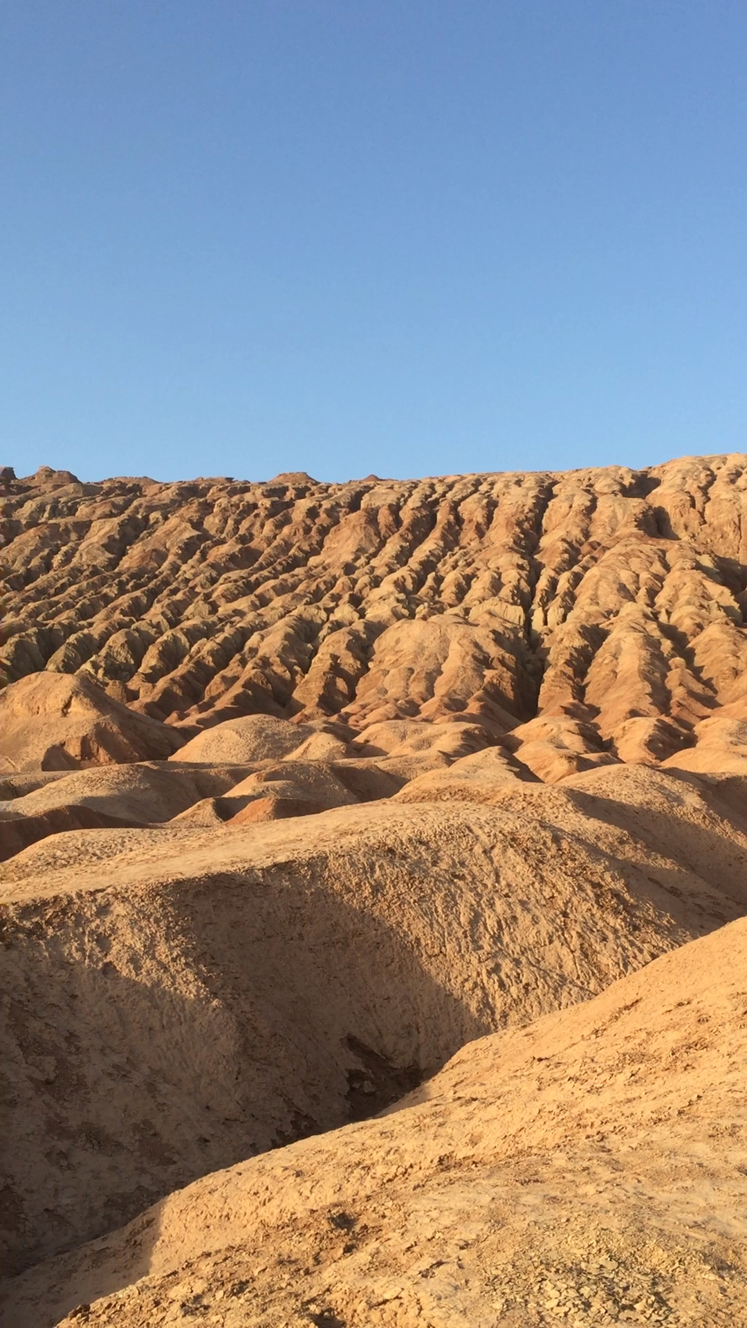 吐鲁番盆地植被图片