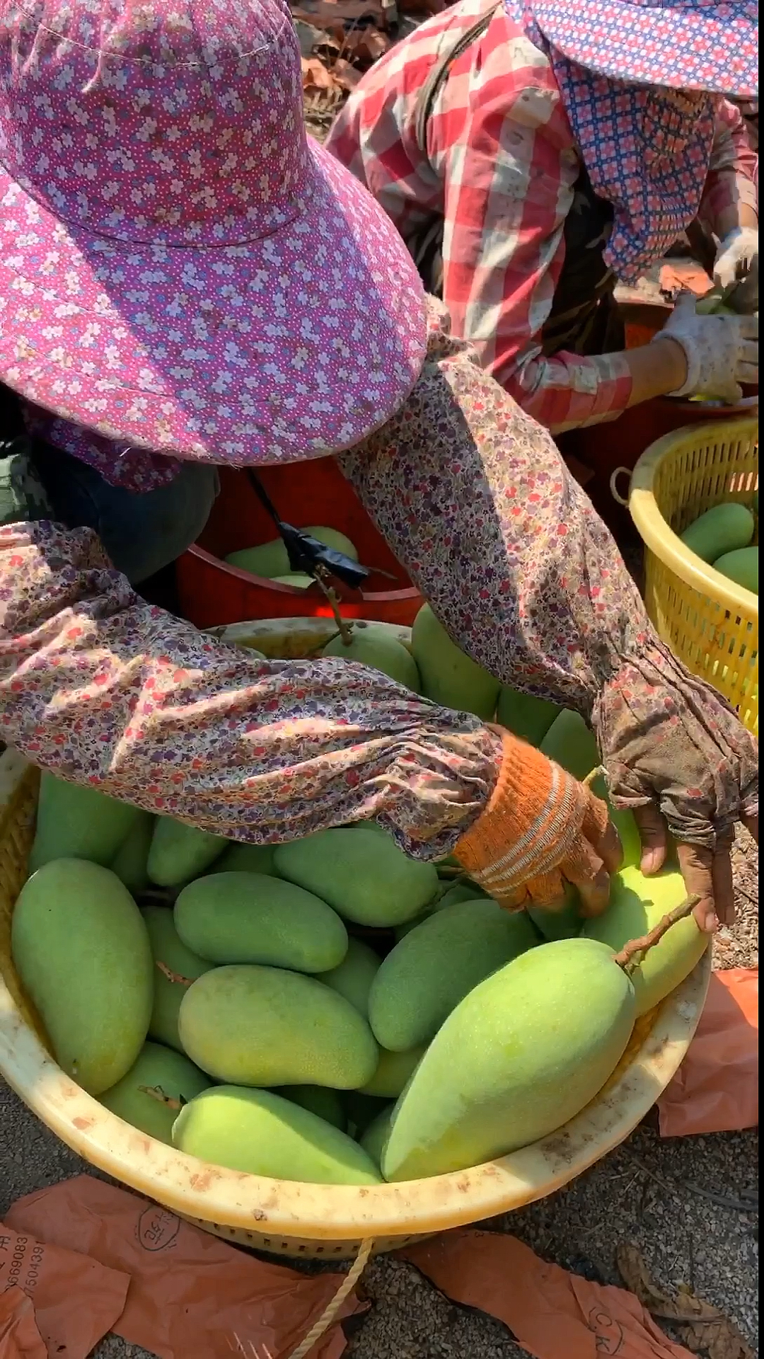 乡村生活#感谢阿姨们今天帮忙摘芒果!
