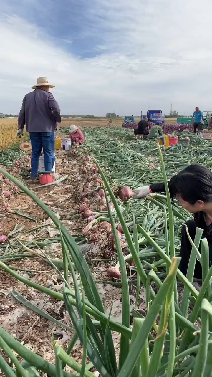 带你看三农#回山东老家第三天,陪老爸下地拔洋葱,顶着大太阳半亩地5