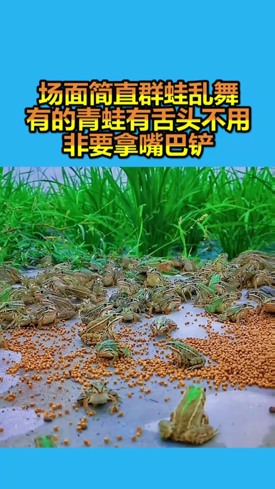 场面简直群蛙乱舞,有的青蛙有舌头不用,非要拿嘴巴铲