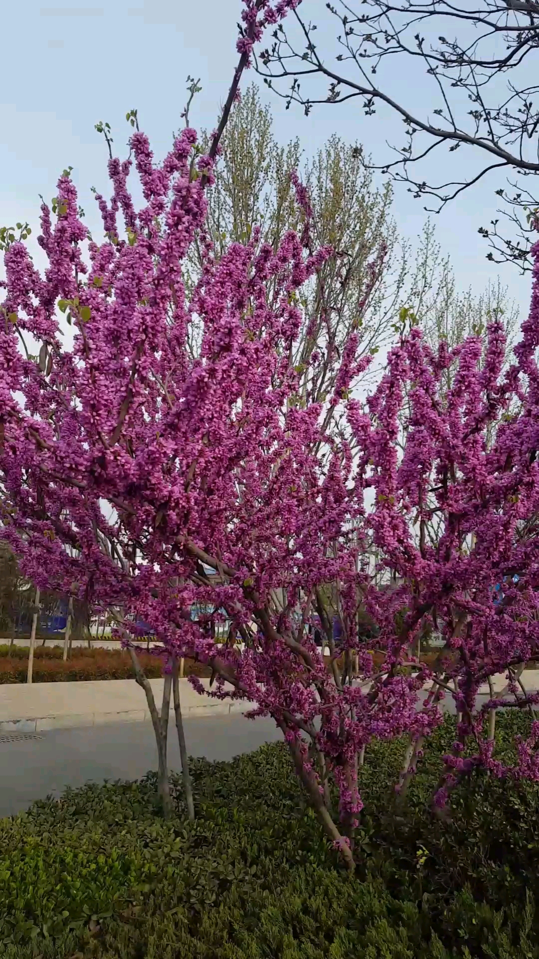 路边小拍,粉花树是不是很美!