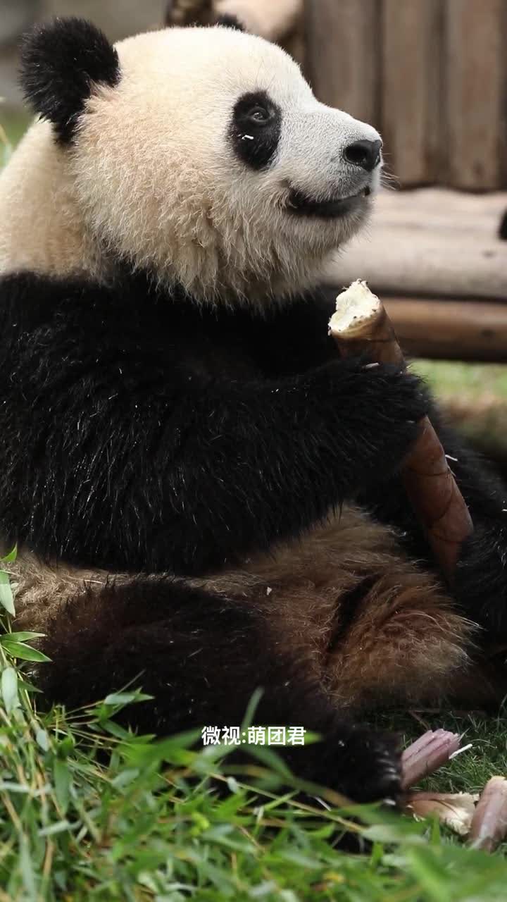 熊猫吃竹笋,到底有多好吃呢?