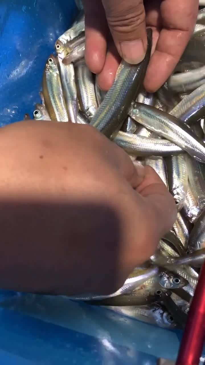 这么大的公鱼不多见呀,这可不是白条呀