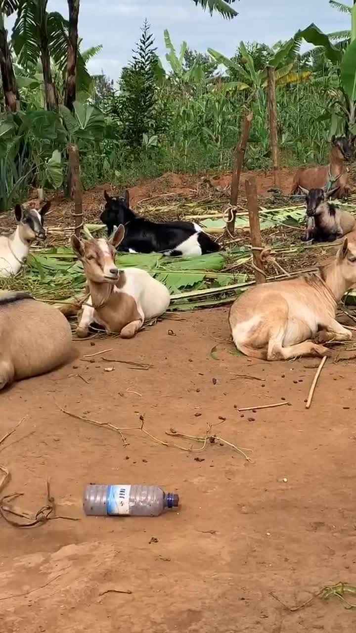鸦有反哺之义,羊羔跪乳之恩,为啥成年羊也跪着吃呢?