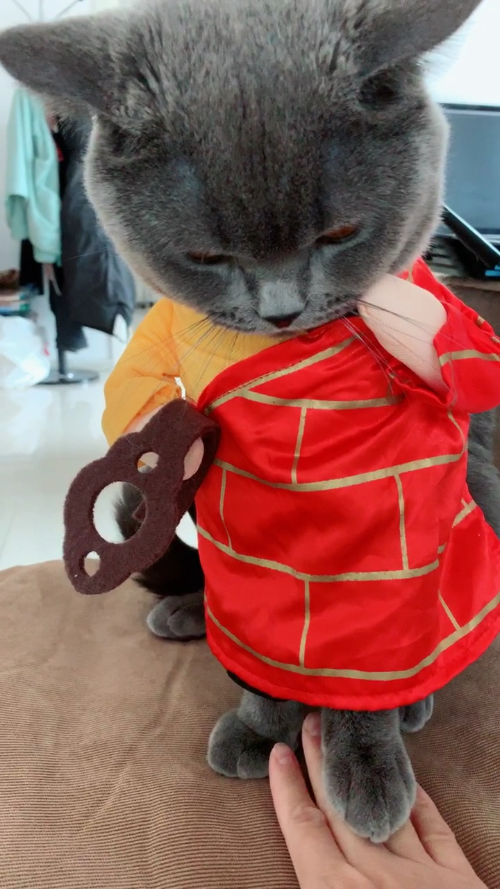 猫#完了,武功全废!