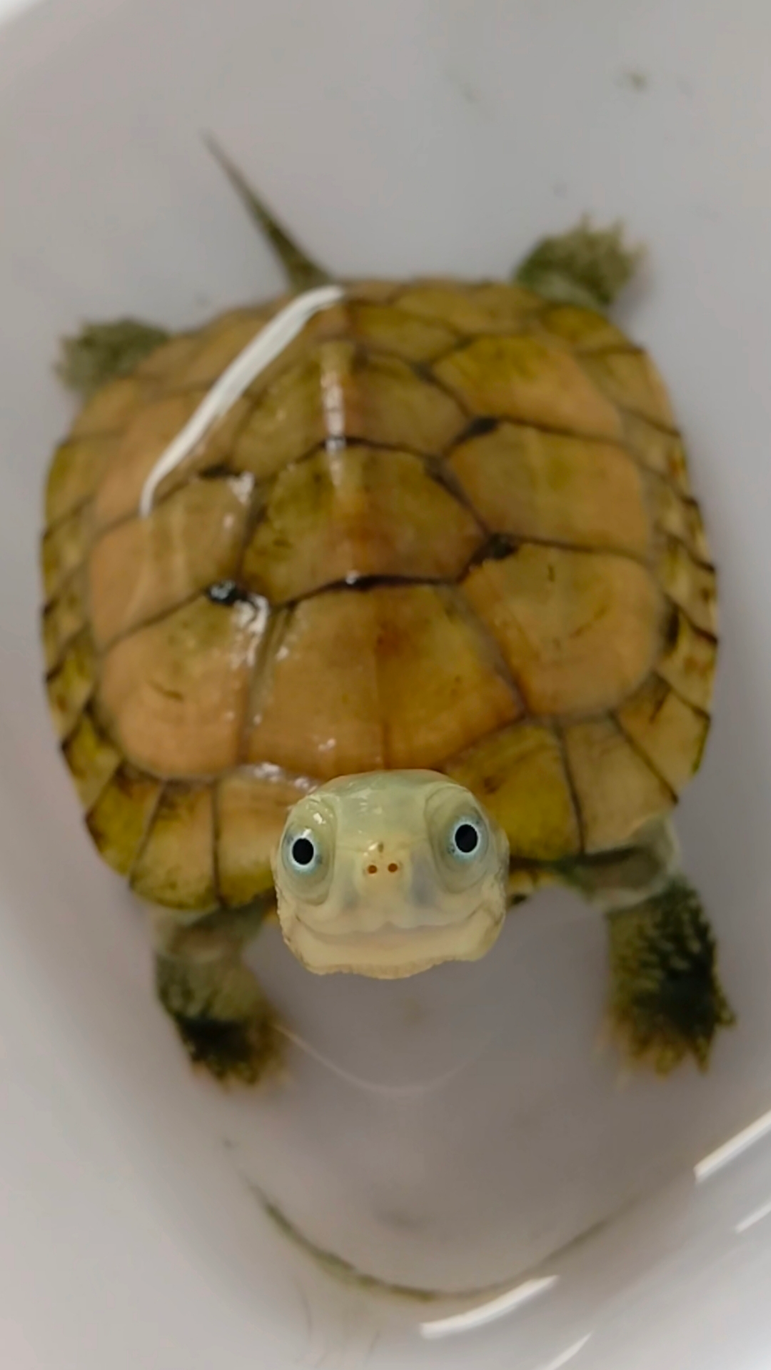 养了2年拥有天使眼会卖萌的黄喉拟水龟