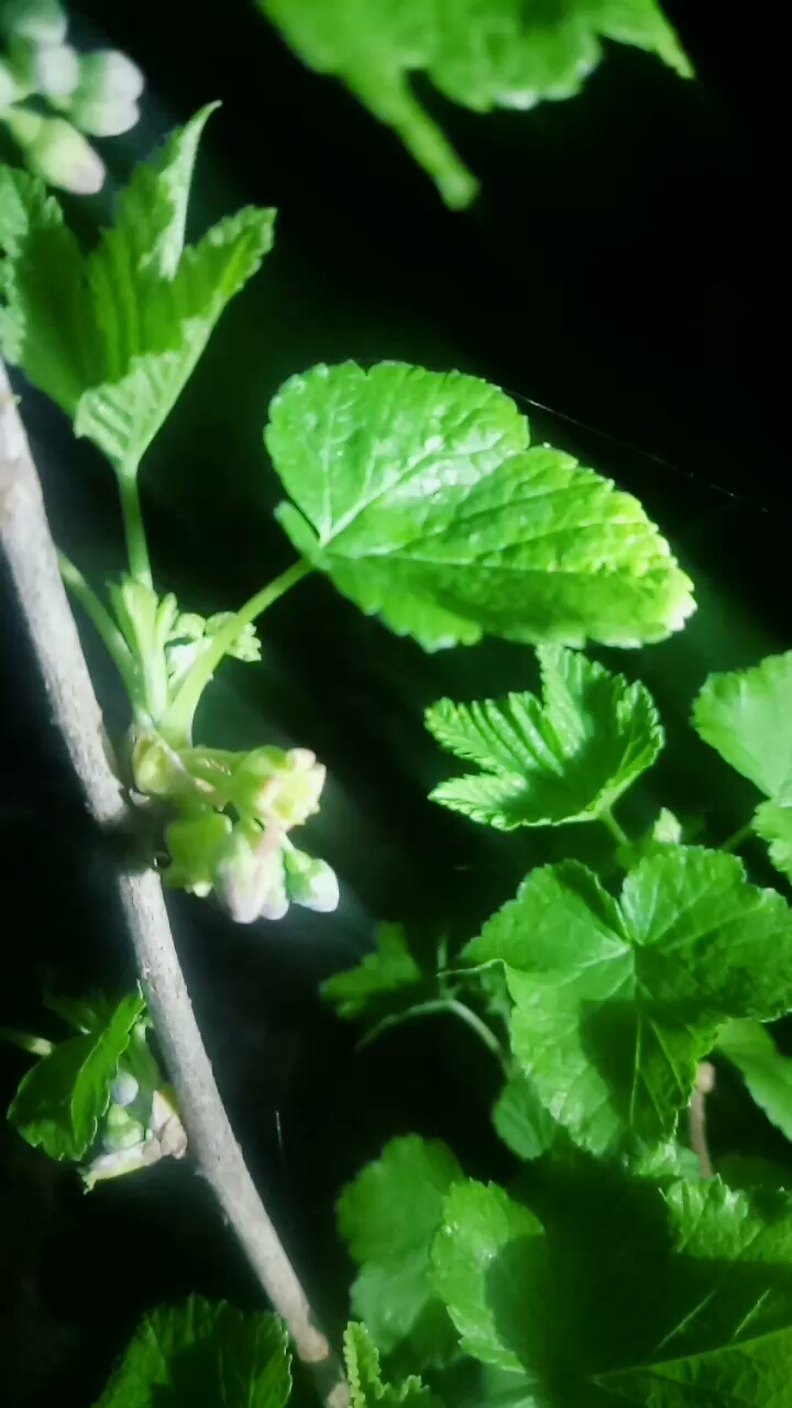 我家又一个果树开花了,黑加仑开花呢.