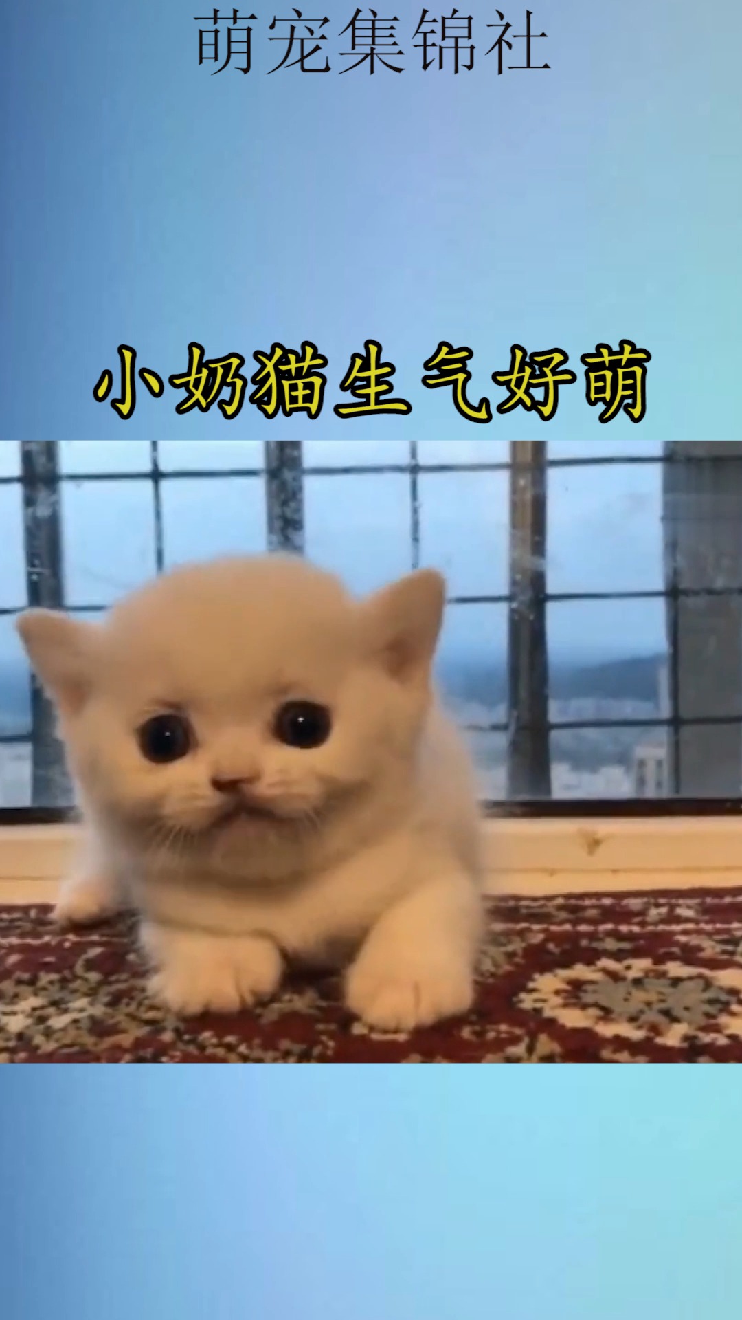 我要上热门#小奶猫生气好萌