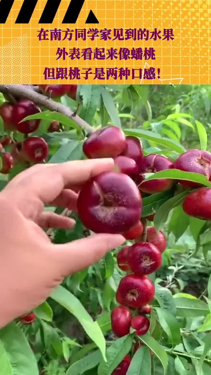 在南方同学家见到的水果,外表看起来像蟠桃,但跟桃子是两种口感!