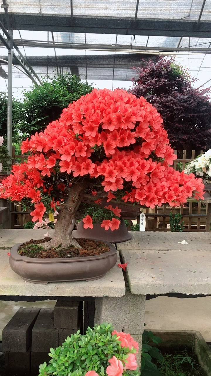 进口杜鹃金彩太美了