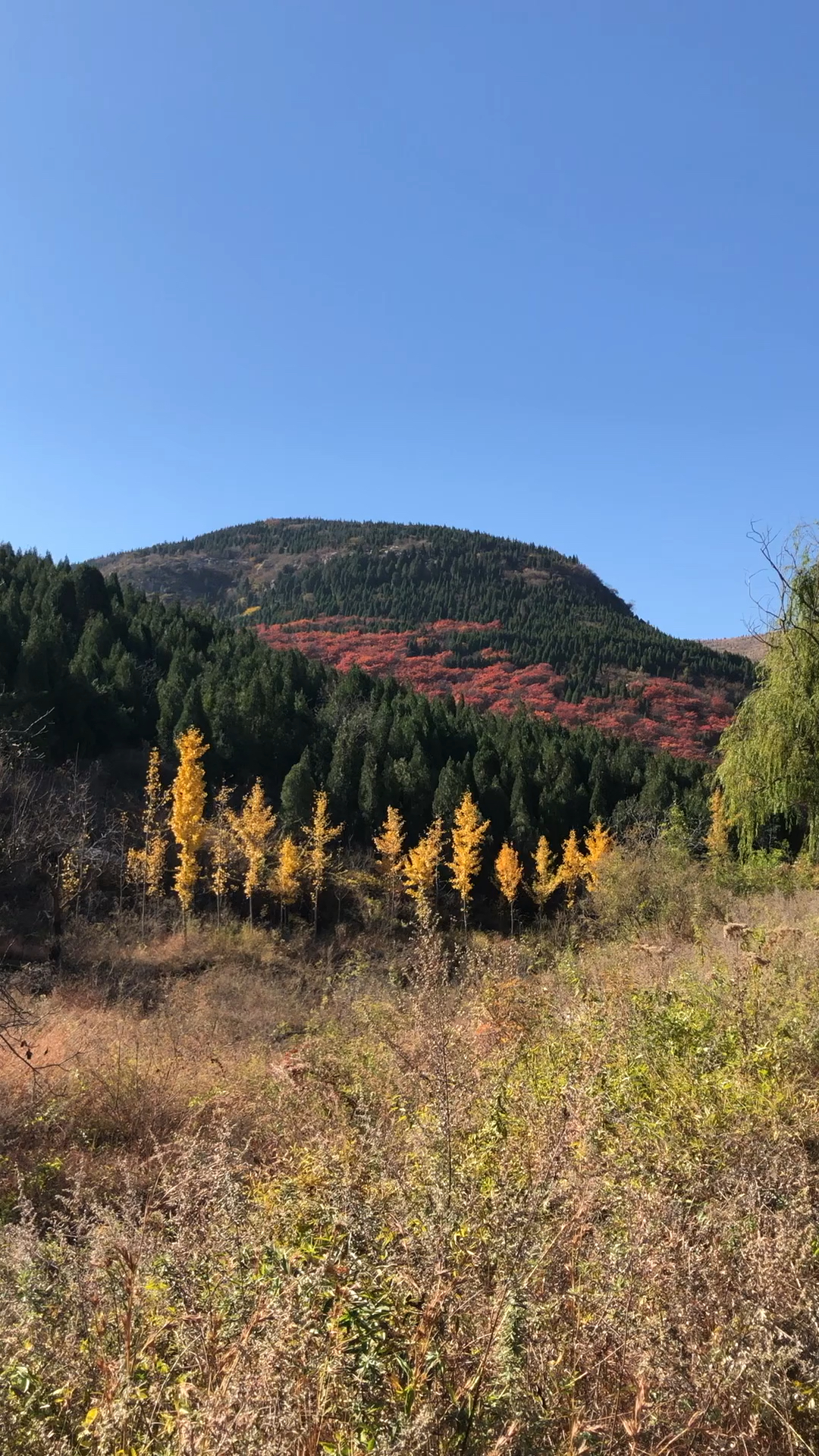 济南锦云川秋色